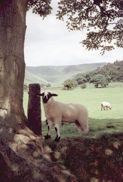 Self Catering Accommodation